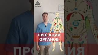 Проекционные зоны внутренних органов | Доктор Финагин