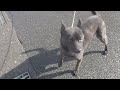 甲斐犬mix募集中です