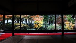 「額縁の庭園」宝泉院　京都紅葉・観光スポット