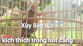 XÙY LIÊN TỤC THÚC TRỐNG, KÍCH BỔI LÊN LỬA HÓT CĂNG