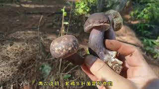 上个视频很多朋友都说紫褐牛肝菌是“苦马肝”，这期再认真比对#农村生活  #农村 #蘑菇 #捡菌子 #捡蘑菇