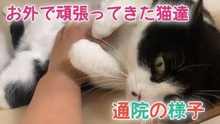 新米預かりさんと一緒に通院に行くと監督がいた…【Rescued cats】