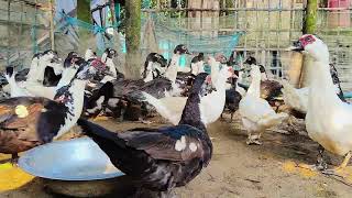 অসমত চীন হাঁহৰ Farm ll Muscovy Duck Farm in Assam