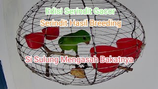 Edisi Serindit Gacor || Serindit Hasil Breeding || Si Sulung Mengasah Bakatnya