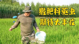 老肥忙打理稻谷，又撒肥料又驱虫，大家觉得这样搞能增加收成吗【农人老肥】