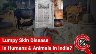 FACT CHECK: Viral Images Show Spread of Lumpy Skin Disease among Humans \u0026 Animals in India?