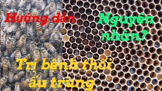 Hướng dẫn trị bệnh thối ấu trùng cho đàn ong mật.