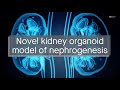 Development and implementation of a new kidney organoid model of nephrogenesis