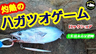 【ショアジギング】　灼熱のハガツオゲーム！ロックショア！高知県土佐清水市足摺岬！クロハエ～シンガバエ！