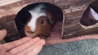 お手の代わりに噛み付いてくるモルモットGuinea pigs biting instead of paw SUB