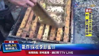 氣炸!採收季節蜜蜂遭毒死 損失逾200萬