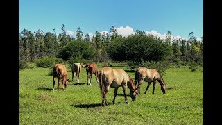 RANCHOLAROSA. POTRILLOS 2016 Y 2017 EN LA PASTA#CUARTOSDEMILLA