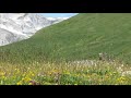 hidden marmots in the alps