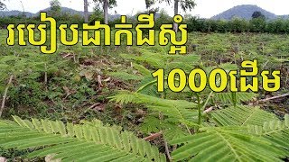 របៀបដាក់ជីស្អំ​ 1000ដើម (ชะอม)