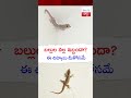 బల్లుల వల్ల ఇబ్బందా ఈ చిట్కాలు మీకోసమే telugupost telugufacts lizards lizard tipsandtricks