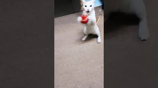 Pacha parishkkaari#trending #viralvideo #shortvideo #reels#cat