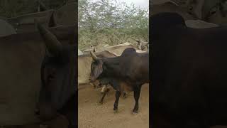 Desi kankrej cows lakhapat is Kutch