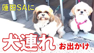 毎日たのシーズー/蓮田サービスエリアドッグラン/多頭飼い/犬vlog