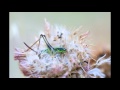 Pierangelo Bettoni - Naturalife 2013 Slideshow Coccinella Day