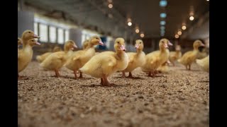 How to Raising Millions of Duck on Rice Field For Meat   Free range Duck Farming Technique