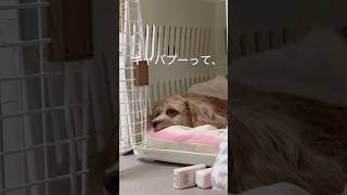 犬3匹の日常🐶キャバプーはトイプーより面白いです#dog#キャバプー#犬のいる暮らし