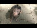 モンキーフォレスト mandala wisata wenara wana monkey forest ubud ウブド bali バリ島 indonesia インドネシア1