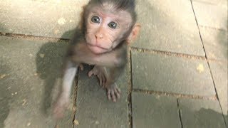 モンキーフォレスト,Mandala Wisata Wenara Wana,Monkey Forest, Ubud,ウブド,Bali,バリ島, Indonesia,インドネシア1