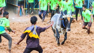 நகரப்பட்டி பூசாரி ஐயாவின் அண்ணாத்த காளை முள்ளிப்பட்டி ஜல்லிக்கட்டு 2024.