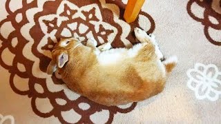 大晦日にカーペットで熟睡するチャッピーさん🐰💤