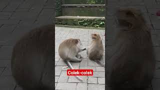 Monyet colek-colek #viral #monyet #monyetlucu #monkey #monkeyforest #funnyanimals #funnyvideo