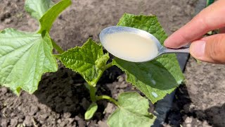 Cucumbers love this simple top dressing! Cucumbers will fill you up with a premature harvest.