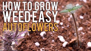 HOW TO GROW WEED EASILY (AUTOFLOWERS)... JUST ADD WATER! DETAILED SUPER SOIL GUIDE FOR BEGINNERS EP1