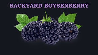 Backyard Boysenberry - First color of the season! - May 26, 2024