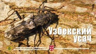 Узбекский усач