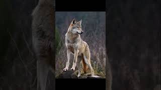 2022 Wolf Vs 4000 bce Wolf, Normal Wolf Vs Dangerous Wolf, Wolf Now Vs The, #shorts #viral #video