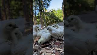 烏骨鶏のヒヨコ、成長してます #silkies #烏骨鶏 #chicken #chick #ヒヨコ