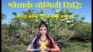 श्वेतार्क योगिनी सिद्धि