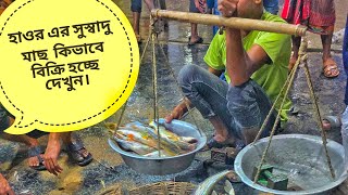 হাওর এর সুস্বাদু মাছ কিভাবে বিক্রি হচ্ছে দেখুন, এখানে নানান প্রজাতির মাছ বিক্রি হয়। #fish