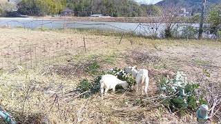 山羊さん2024年3月9日