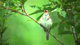 オオヨシキリ（1）さえずり（北印旛沼） - Great reed warbler - Wild Bird - 野鳥 動画図鑑