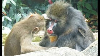 ノミ取りし合うマンドリルとサル/ Mandrill and Baboon groom each other