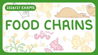 GCSE Biology - Food Chains & Predator-Prey Cycles (2026/27 exams)