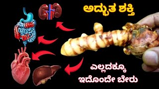 ದೇಹದ ಸಂಪೂರ್ಣ ಆರೋಗ್ಯಕ್ಕೆ ಈ ಹಸಿ ಬೇರು ಉಪಯೋಗಿಸಿ ಸುಲಭವಾಗಿ ಮನೆಯಲ್ಲೇ ಬೆಳೆಸಿ  Raw turmeric health benefits