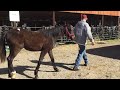 sold 126 tb arabian colt