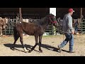 sold 126 tb arabian colt