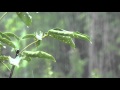 Rain Sounds: Relaxing Rain without Thunders for Relaxation - Relaxing Sounds of Nature, No Thunders