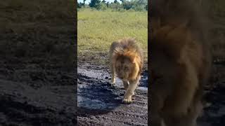 Handsome Oloshipa of Black Rock is crossing a muddy road with full of care in Masai Mara grasslands.