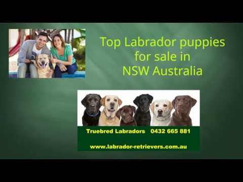 Labrador puppies for sale in NSW Australia by registered breeder Labrador puppies for sale in NSW Australia by registered breeder