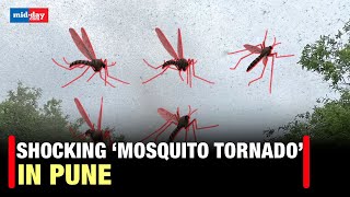 Mosquito Tornado in Pune: Shocking video of a swarm of Mosquitoes emerges from Pune