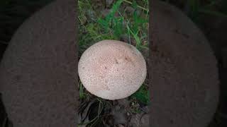 Since Fall is coming #mushroom start growing #finland #forest #autumn